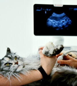 Galerie photos en clinique échographie chat