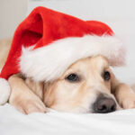 Box Noël pour chien