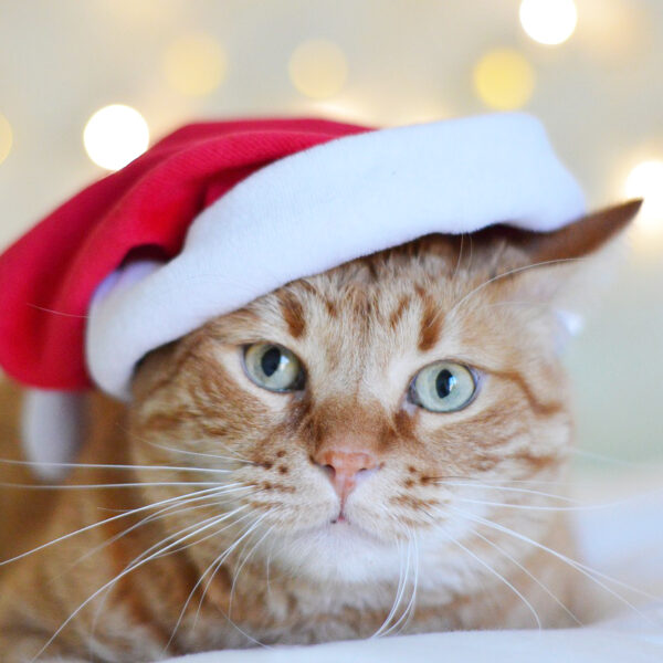 Box Noël pour chat