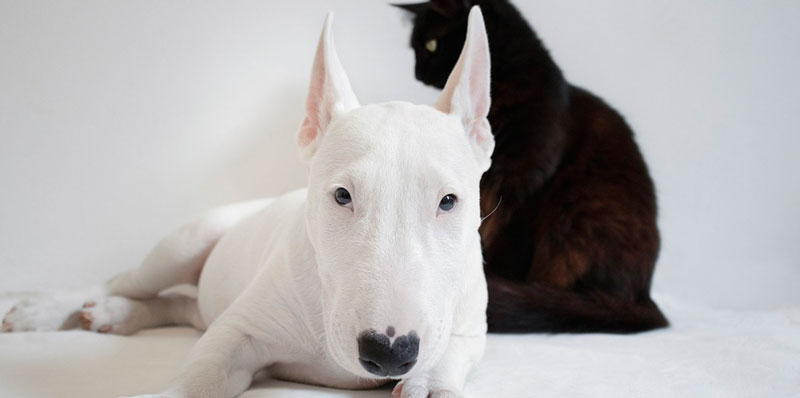 Un chien couché pelage blanc au premier plan et un chat noir de profil en arrière plan